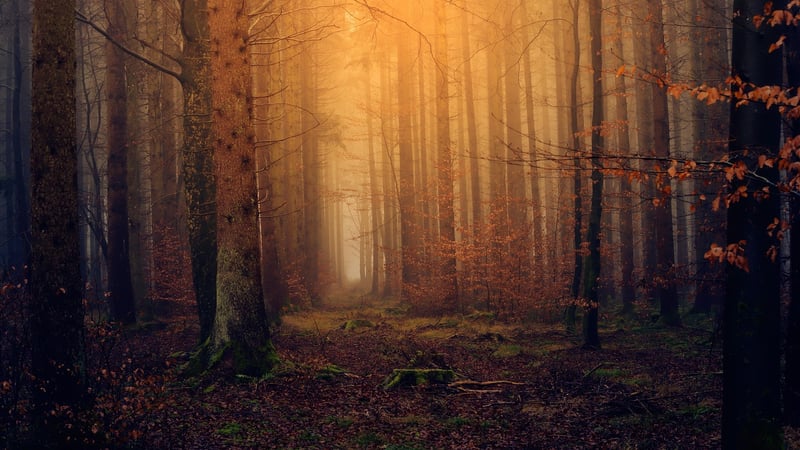 Mystical Forest